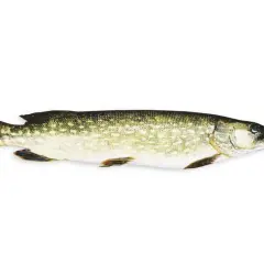 En gädda, perfekt för ett gott vit fisk recept.