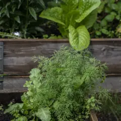 Färska dillplantor i en pallkrage, perfekta för ett enkelt dillolja recept.