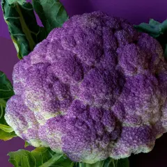 En lila blomkål med gröna blad mot en lila bakgrund. Denna stekt blomkål ser aptitlig ut.