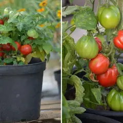 Två bilder av tomatplantor. Till vänster en liten planta i kruka med röda, romantica tomater. Till höger en planta med både gröna och röda, romantica tomater.