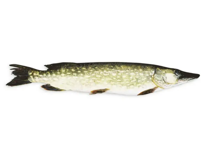 En gädda, perfekt för ett gott vit fisk recept.