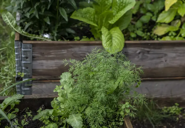 Färska dillplantor i en pallkrage, perfekta för ett enkelt dillolja recept.