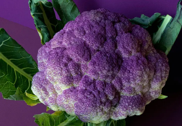 En lila blomkål med gröna blad mot en lila bakgrund. Denna stekt blomkål ser aptitlig ut.