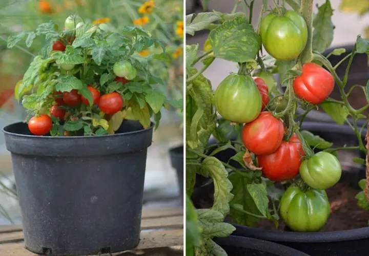 Två bilder av tomatplantor. Till vänster en liten planta i kruka med röda, romantica tomater. Till höger en planta med både gröna och röda, romantica tomater.