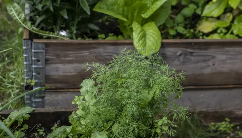 Färska dillplantor i en pallkrage, perfekta för ett enkelt dillolja recept.