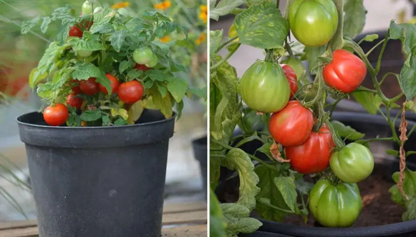 Två bilder av tomatplantor. Till vänster en liten planta i kruka med röda, romantica tomater. Till höger en planta med både gröna och röda, romantica tomater.
