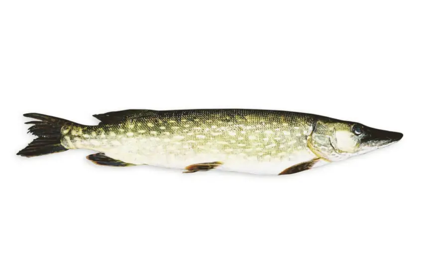 Så lagar du vit fisk som blir saftig varje gång