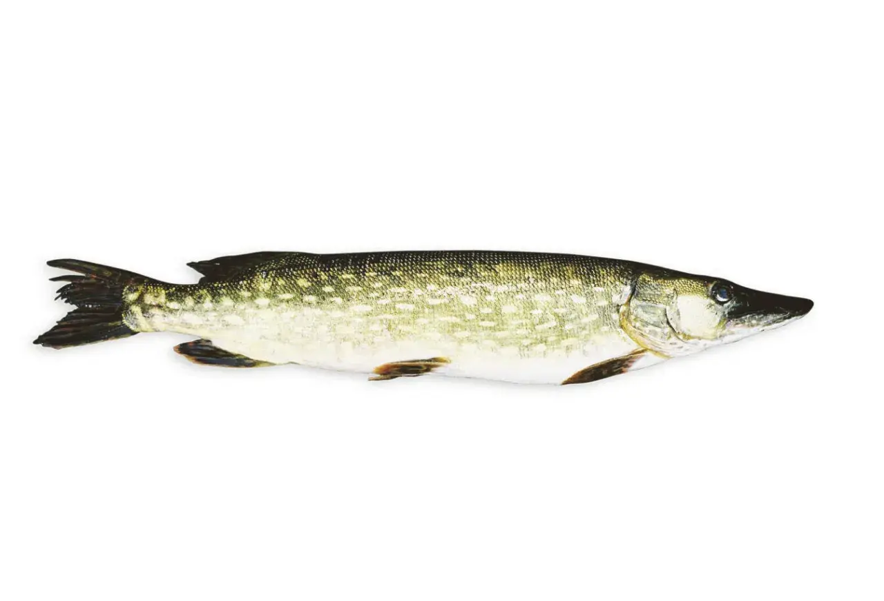 En gädda, perfekt för ett gott vit fisk recept.
