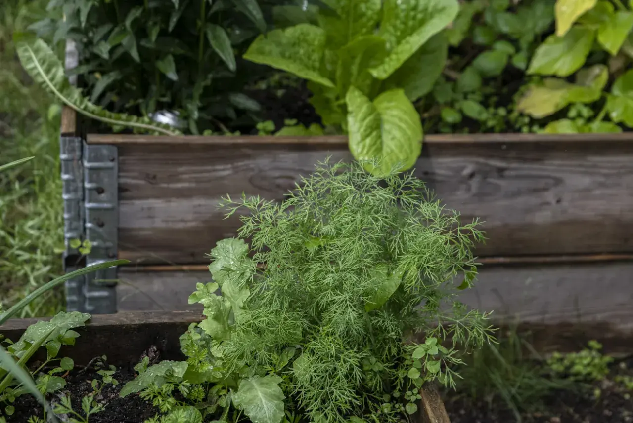 Färska dillplantor i en pallkrage, perfekta för ett enkelt dillolja recept.
