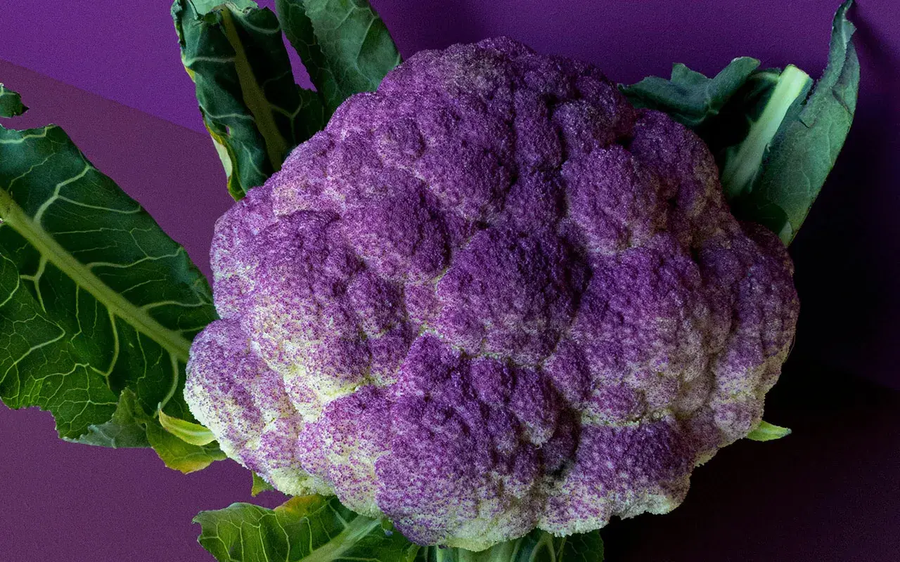 En lila blomkål med gröna blad mot en lila bakgrund. Denna stekt blomkål ser aptitlig ut.