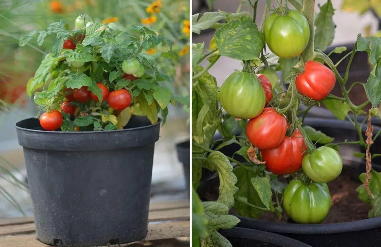 Två bilder av tomatplantor. Till vänster en liten planta i kruka med röda, romantica tomater. Till höger en planta med både gröna och röda, romantica tomater.