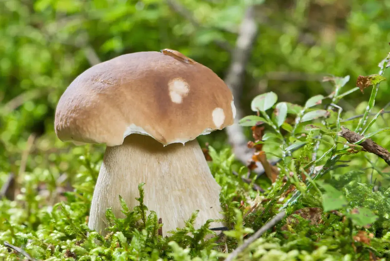 En ensam karl johan svamp reser sig ur mossan i skogen. En liten snigel kryper på den bruna hatten.